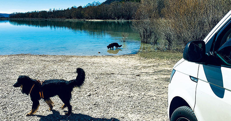 Zwei schwarzmarkene Hovawarte beim Badestopp an einem See in der Provence neben einem weißen VW Bulli California während eines Roadtrips.