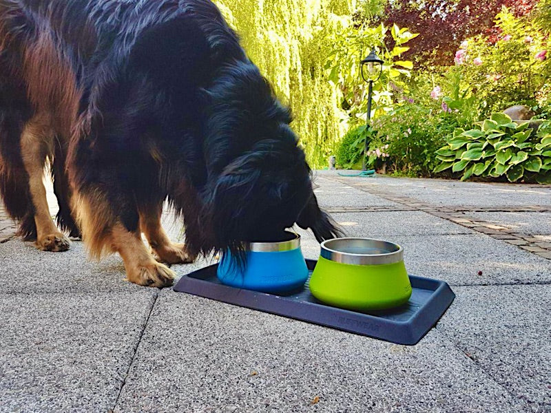 Hovawart trinkt aus einem Wassernapf im Garten auf der Terasse