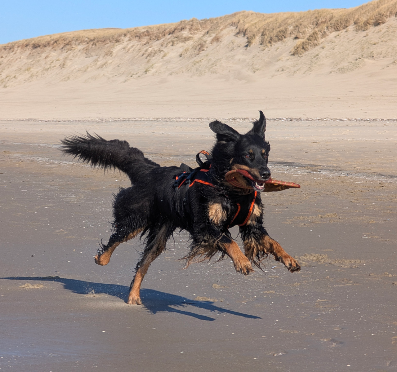 Rennender schwarzmarkener Hovawart am Strand