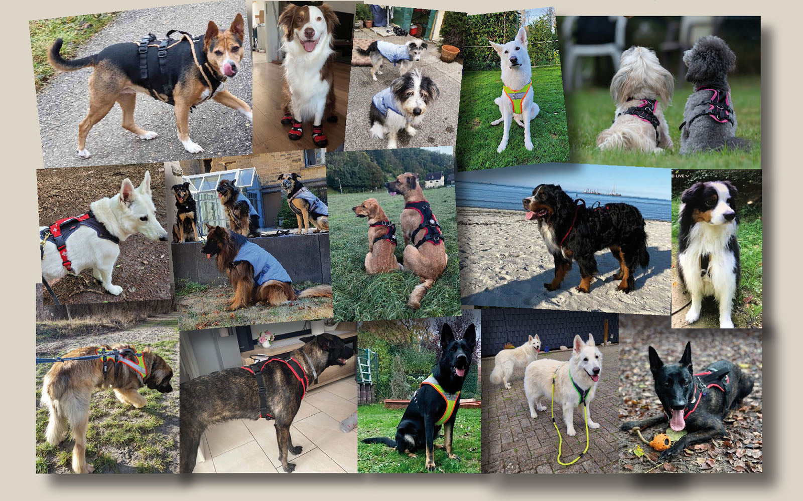 Collage mit grossen Hunde die bei hovawart rocks gekauft haben. Vom Schäferhund, Neufundländer und Berner Sennenhund