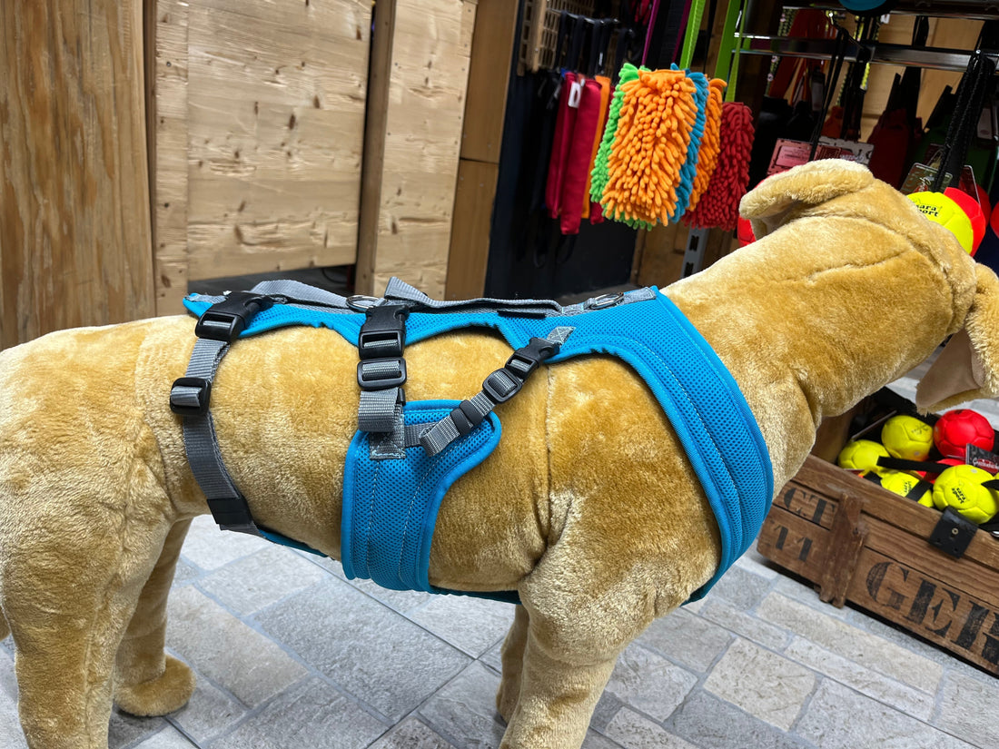 Dreibein Geschirr nach Beinampuation für einen Hund