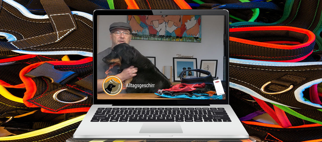 Laptop zeigt ein Beratungsvideo von hovawart.rocks zum Grossenbacher Alltagsgeschirr für Hunde, umgeben von vielen bunten Grossenbacher Hundegeschirren im Hintergrund.