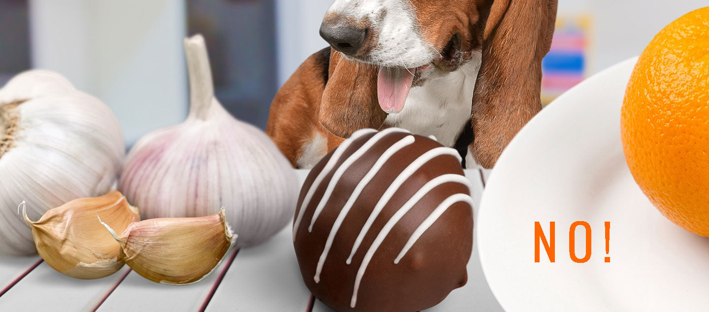 Ein Hund blickt auf giftige Lebensmittel wie Schokolade und Knoblauch auf einem Tisch, daneben steht der Warnhinweis NO – Infografik zu Gefahren für Hunde.