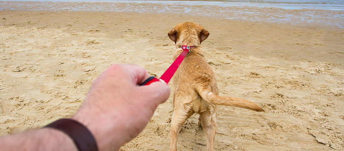 Ziehender Hund an der Leine am Strand