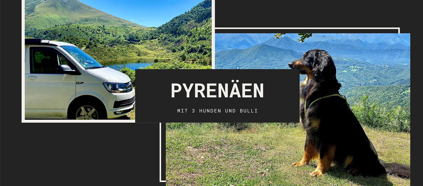 Bildcollage des Pyrenäen-Abenteuers: Links parkt ein weißer VW Bulli in einer grünen Berglandschaft, rechts blickt ein schwarzmarkener Hovawart majestätisch über ein weites Bergpanorama. Mittig steht der Text "PYRENÄEN MIT 3 HUNDEN UND BULLI".