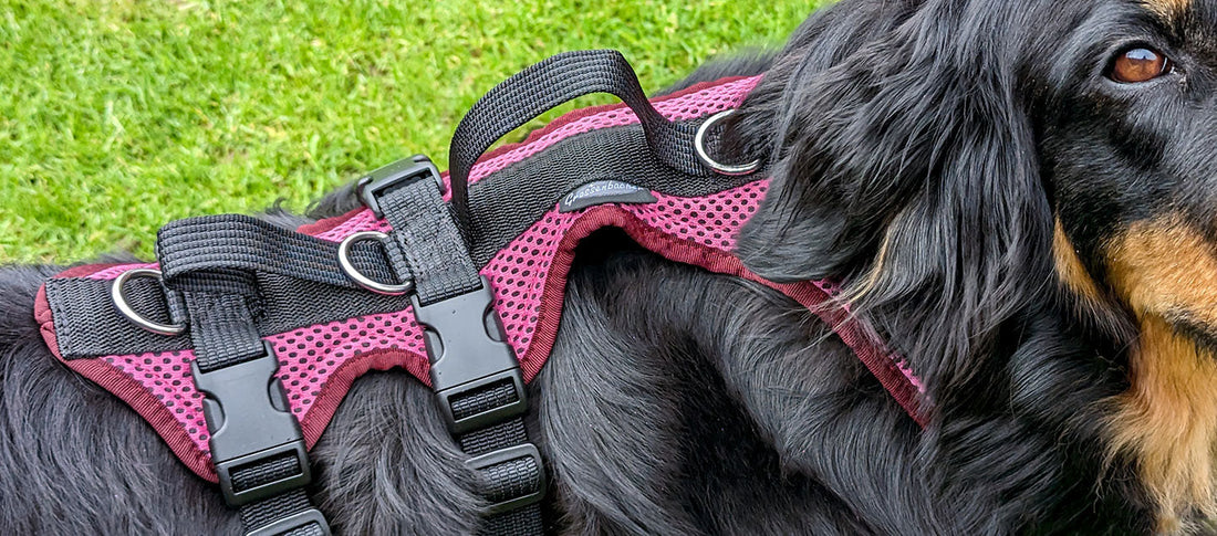 Grossenbacher Hundegeschirr an einer schwarzmarkenen Hovawart Hündin