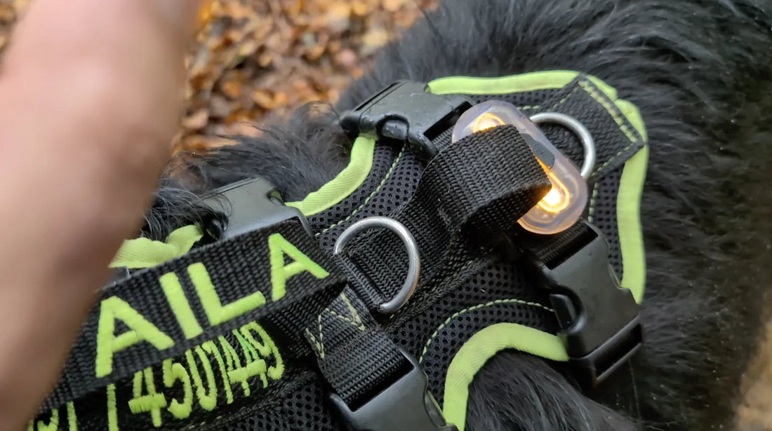 Besticktes Grossenbacher Hundegeschirr mit LED Lampe 