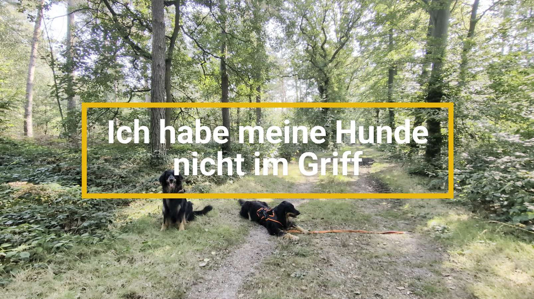 Zwei Hovawarte liegen auf einem Waldweg