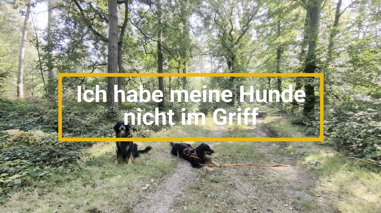 Zwei Hovawarte liegen auf einem Waldweg
