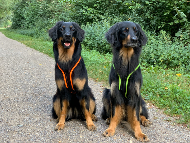 Zwei Hovawarte sitzen auf einem Waldweg und schauen freundlich 