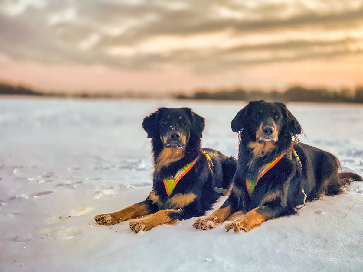 Zwei schwarzmarkene Hovawarts mit Sicherheitshundegeschirr im Schnee