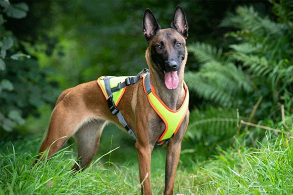 Malinois-Mantrailgeschirr