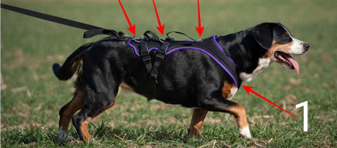 Hund mit schwarzem Geschirr und lila Akzenten, das verschiedene Ringe und Befestigungspunkte zeigt.