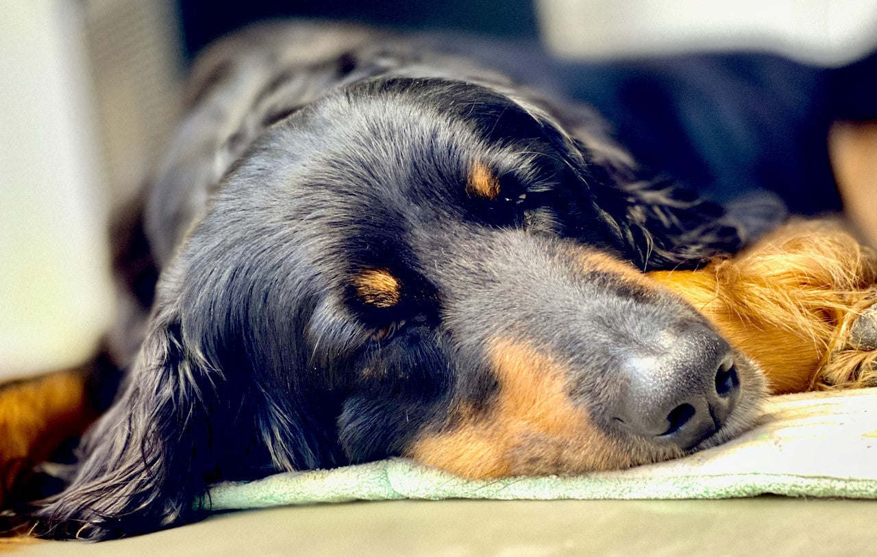 Schlafender Hovawart in seinem Hundebett