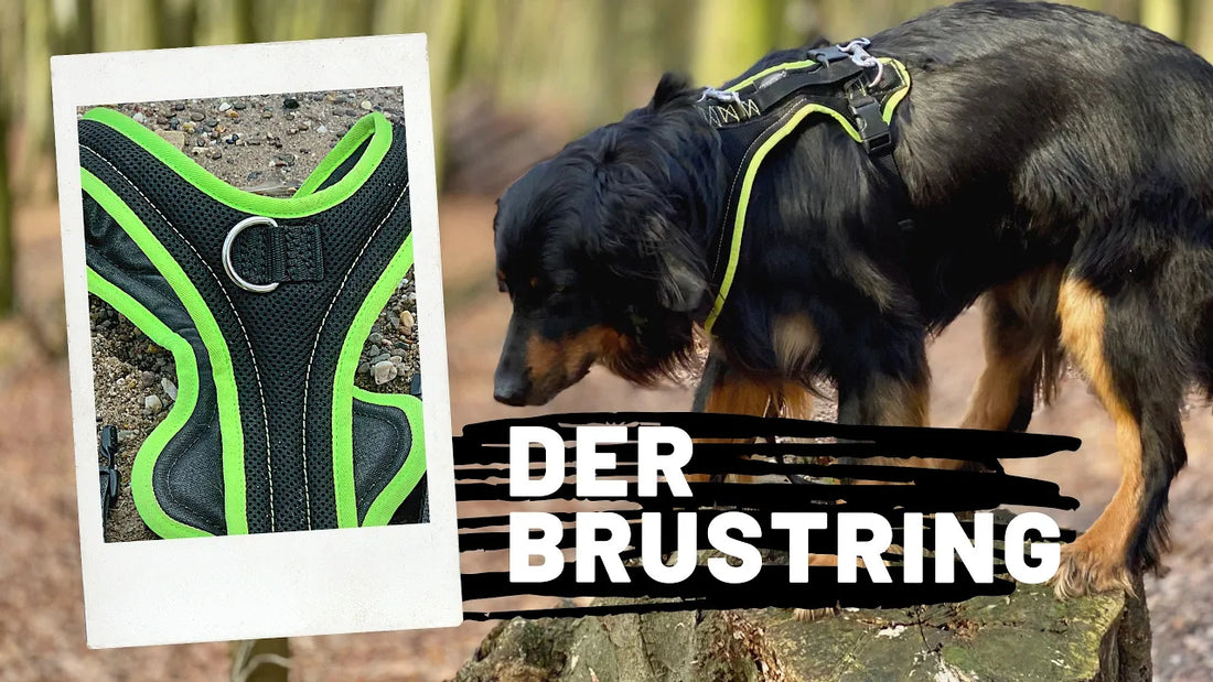 Der Brustring an einem Grossenbacher Geschirr