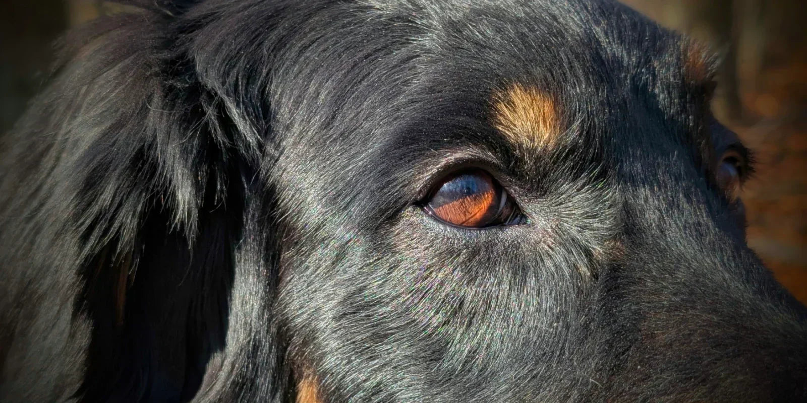 Hunde sehen die Welt: Farben, Bewegung & Nachtsicht verstehen