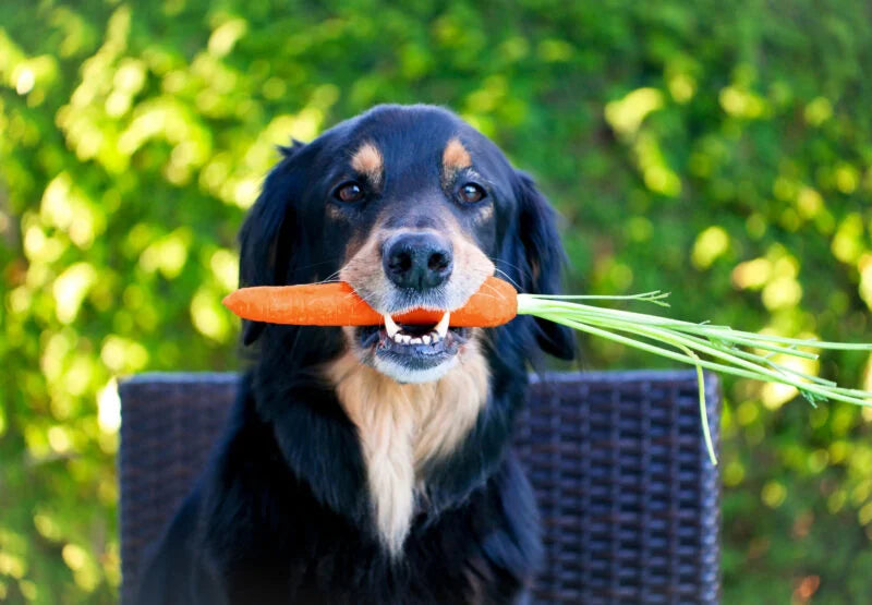 Hundegesundheit