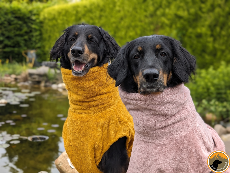 Hundebekleidung an einem Hovawart