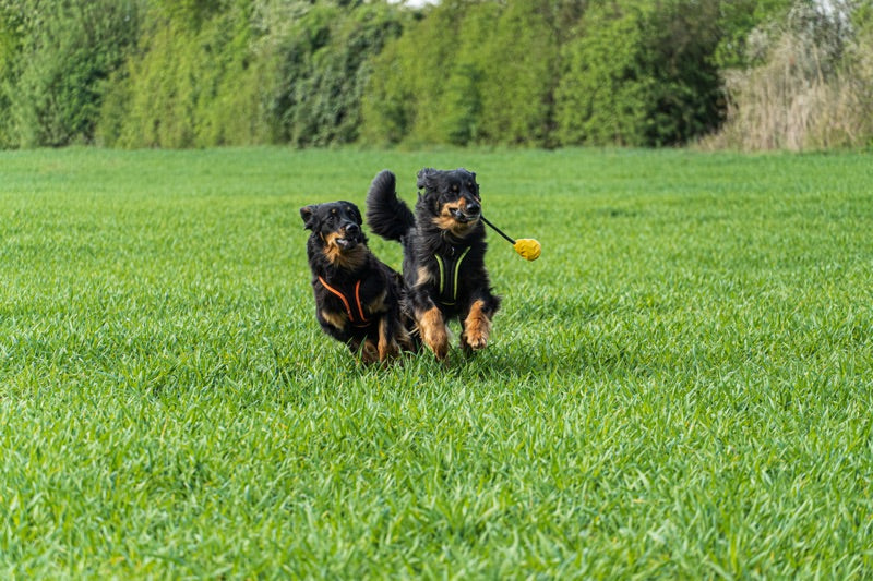 Hundespielzeug