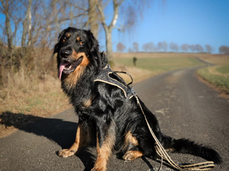 Großer Hund mit Hundegeschirr draußen
