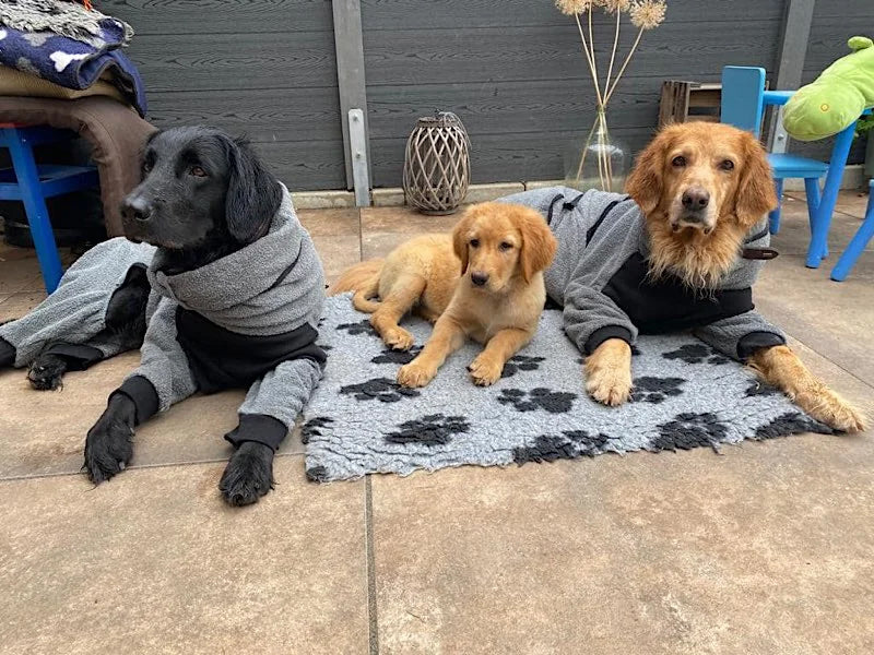 Drei Hunde in Hundebekleidung