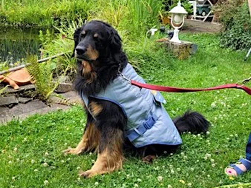 Großer Hund mit Outdoor-Geschirr