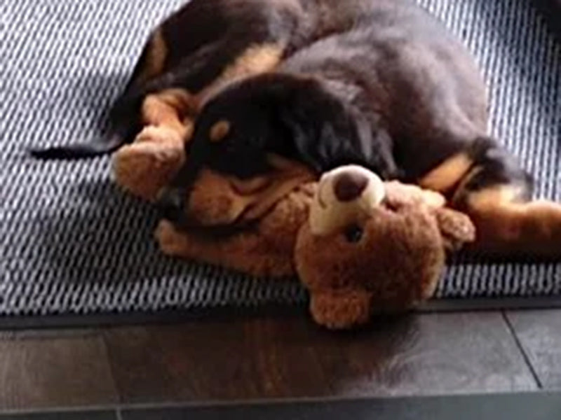 Großer Hund kuschelt mit Spielzeug.