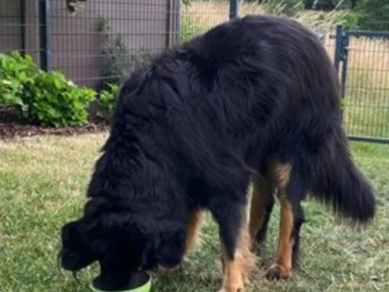 Großer Hund frisst aus Napf