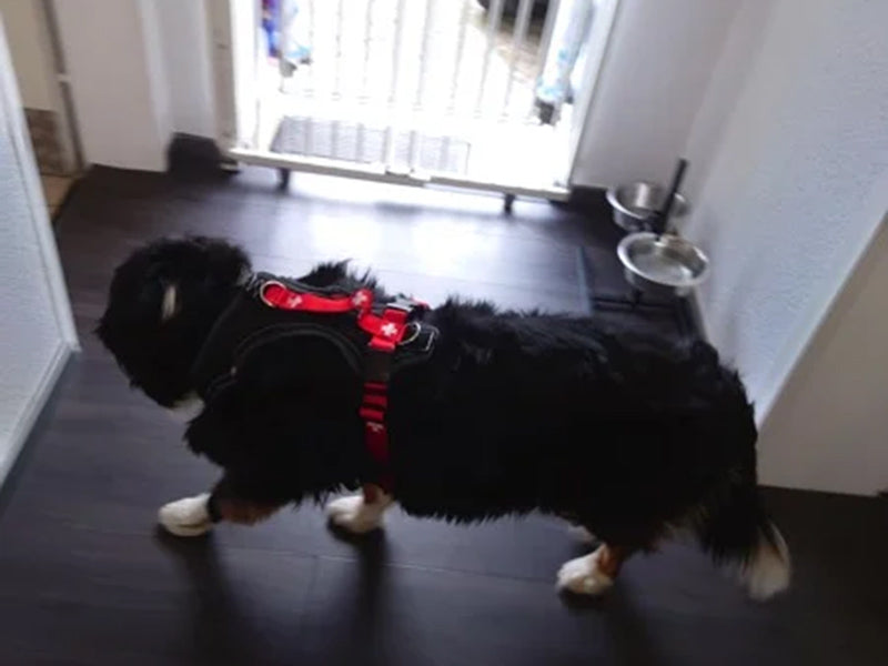 Großer Hund mit rotem Geschirr