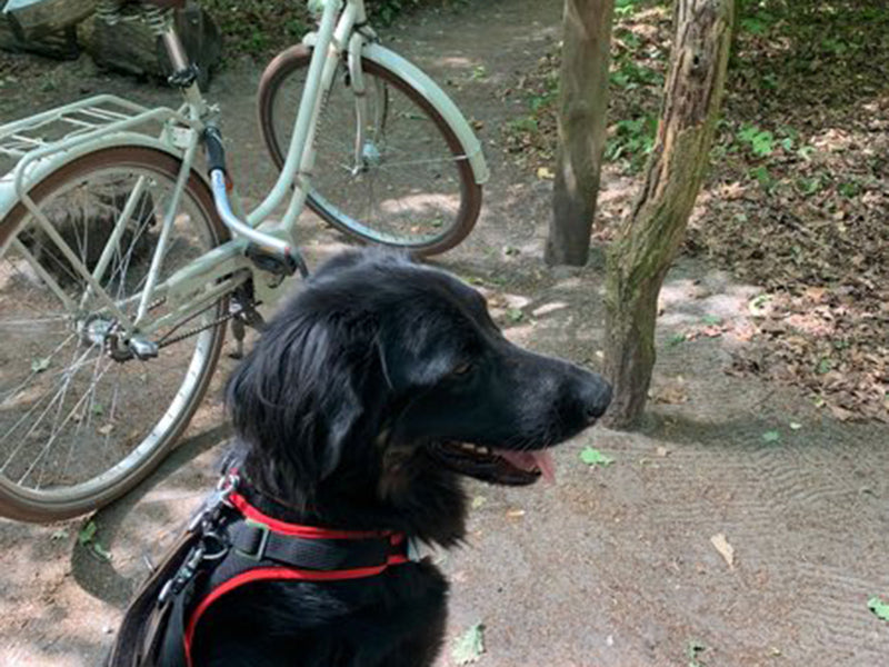Großer Hund mit Geschirr draußen
