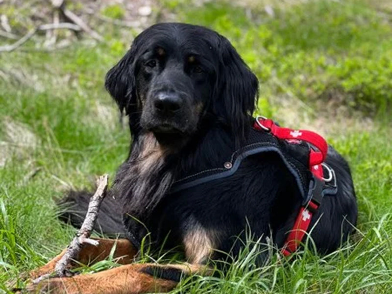 Großer Hund mit Hundegeschirr draußen