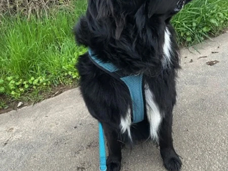 Großer Hund mit blauem Geschirr