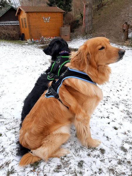 Schwarzer und blonder Hovawart mit Grossenbacher Geschirren aus dem Hovawart-Shop