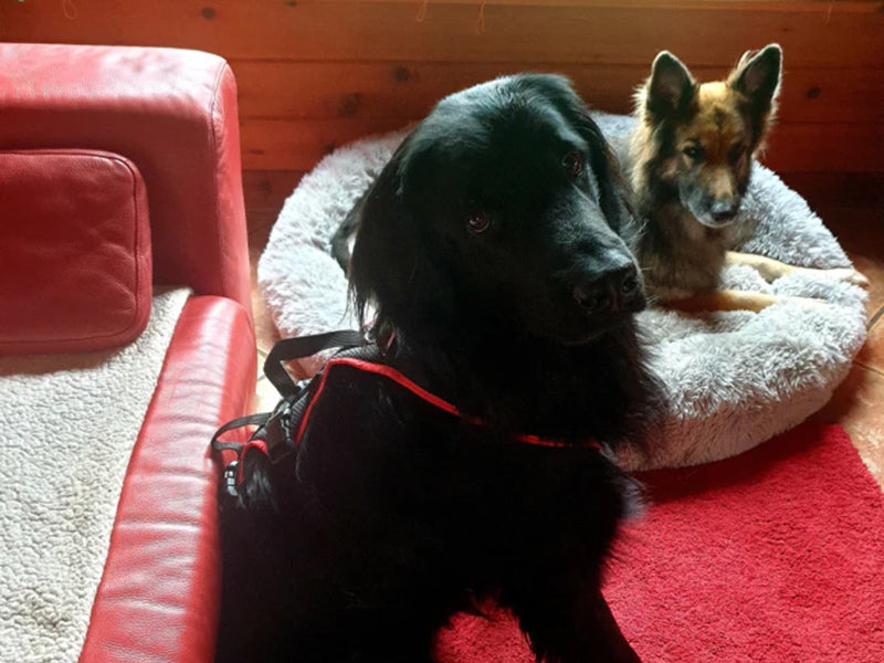 Zwei große Hunde mit Geschirr