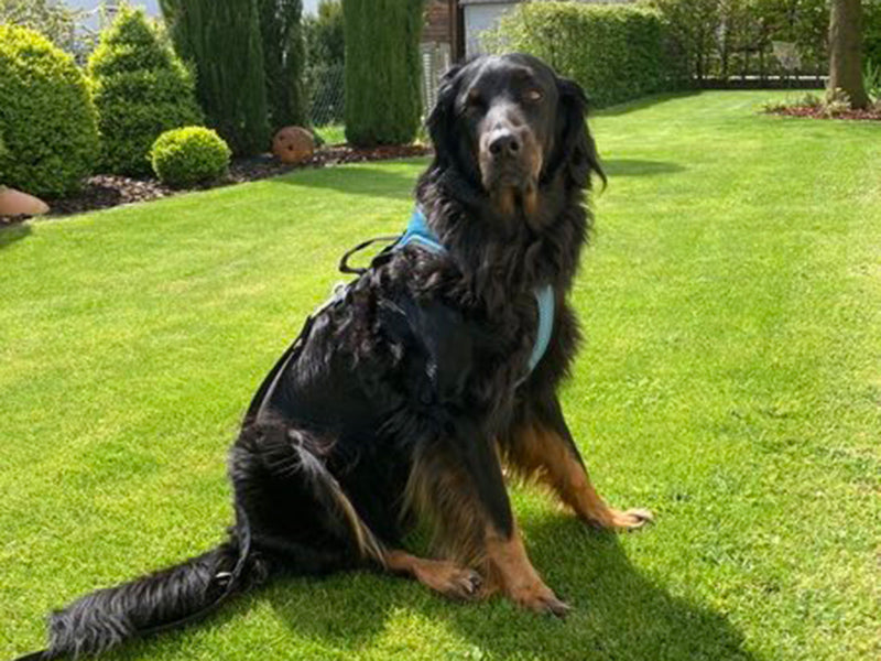 Großer Hund mit Hundegeschirr draußen