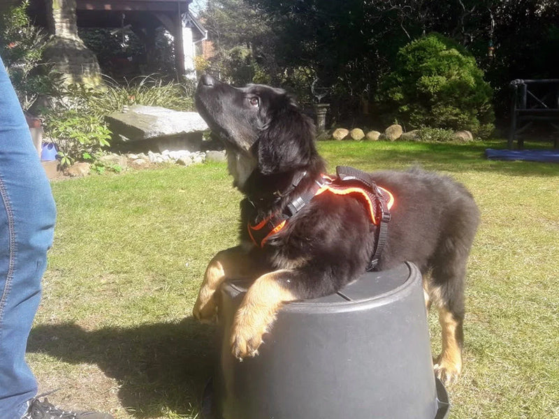 Großer Hund mit Geschirr draußen