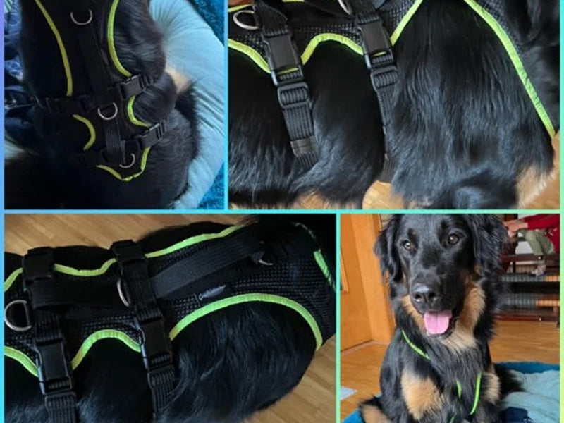 Großes Hundegeschirr am Hund