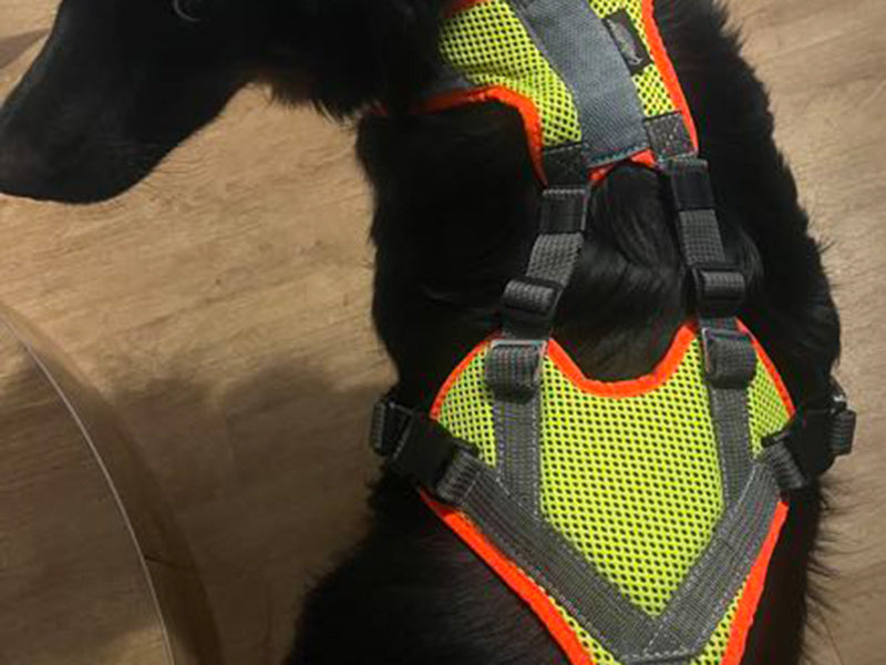 Großer Hund mit Sicherheitsgeschirr