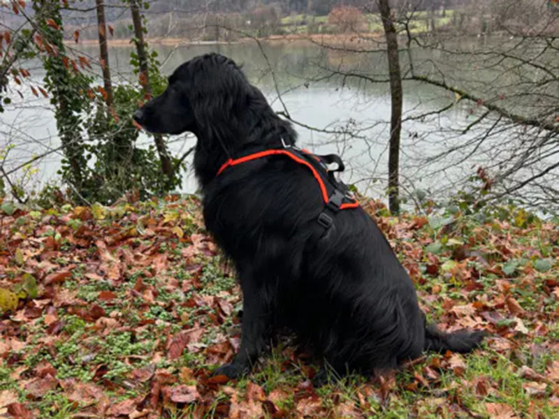 Großer Hund mit robustem Geschirr