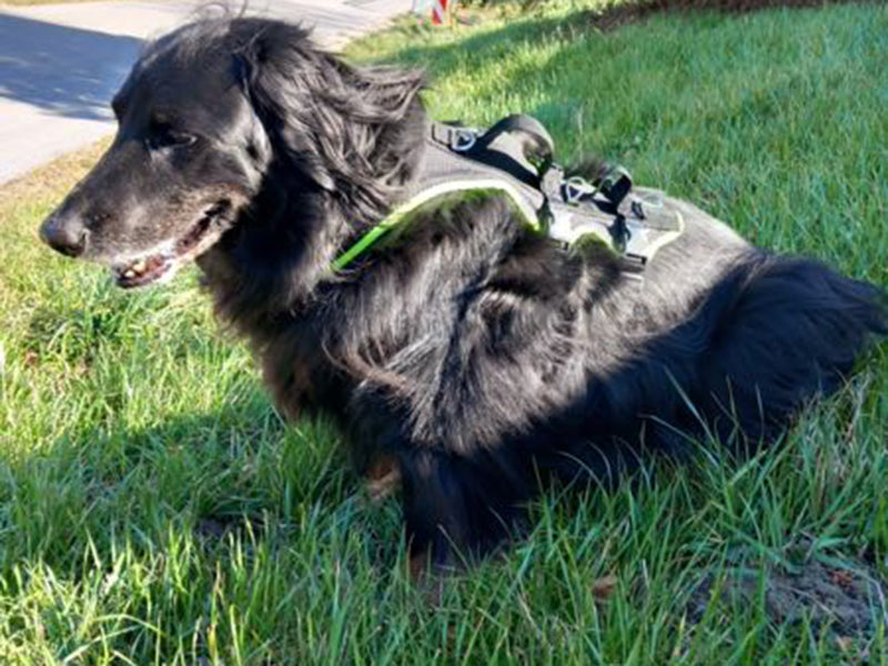 Großer Hund mit Hundegeschirr draußen