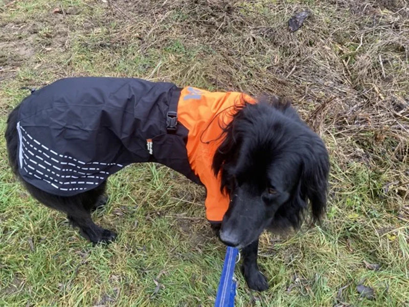 Großer Hund mit Outdoor-Mantel