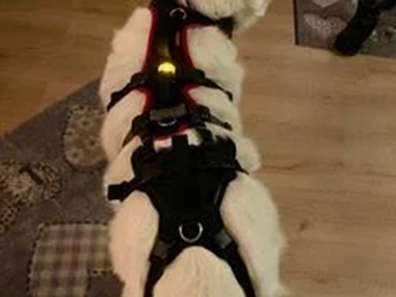 Großer Hund mit Sicherheitsgeschirr