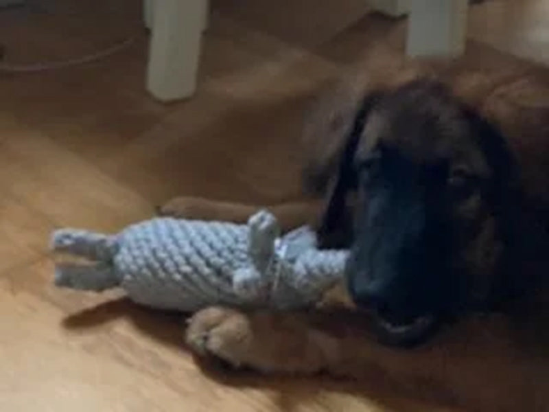 Großer Hund mit robustem Spielzeug