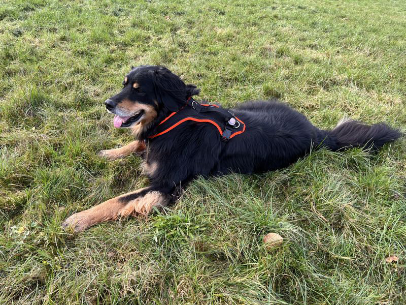 Großer Hund mit Hundegeschirr liegend