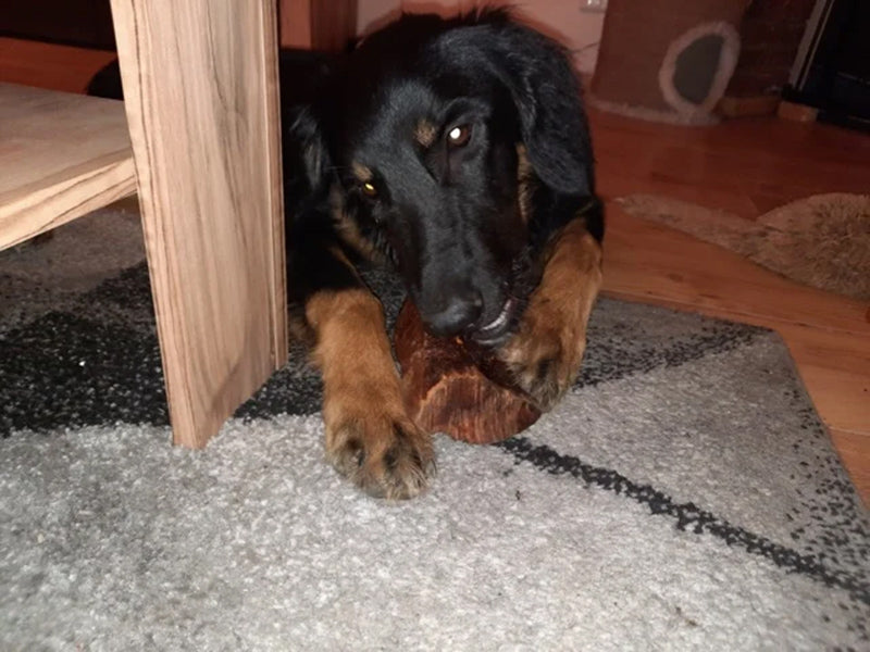 Großer Hund kaut robustes Spielzeug