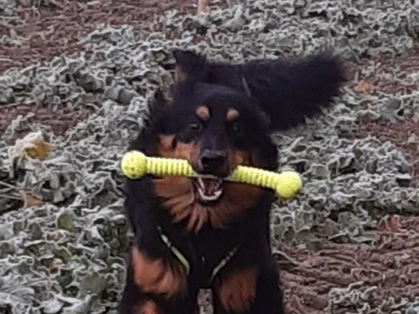 Großer Hund mit Spielzeug draußen