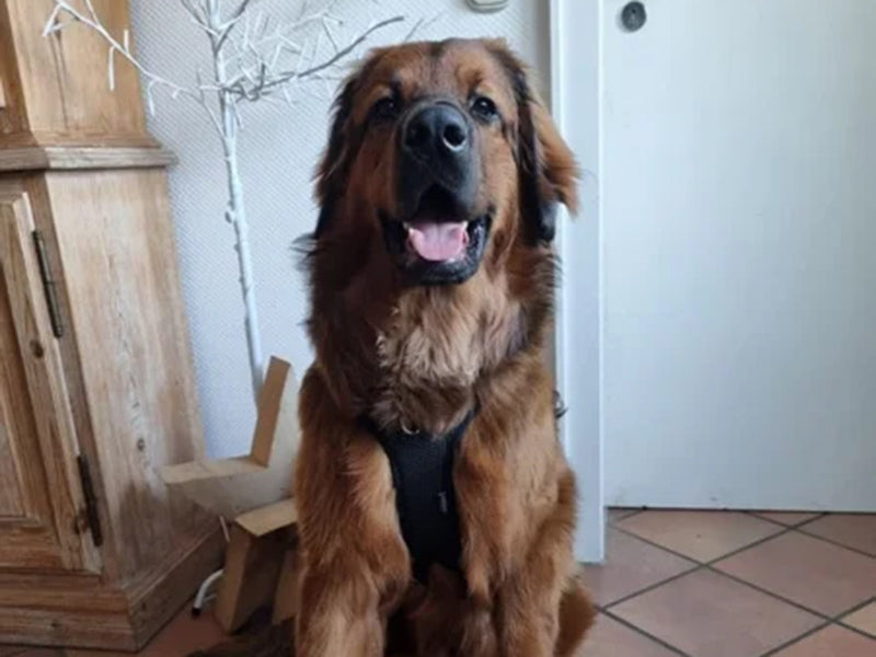 Großer Hund mit Hundegeschirr sitzend