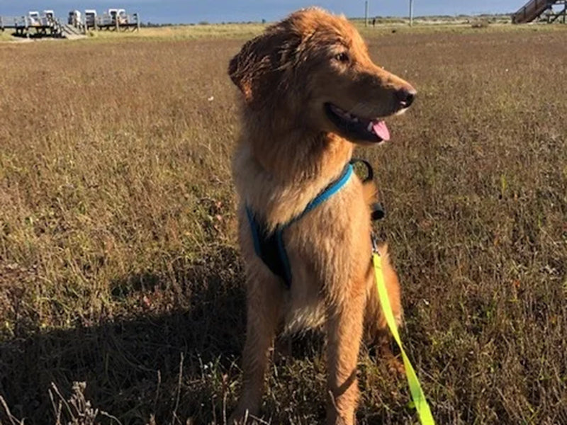 Großer Hund mit Geschirr draußen