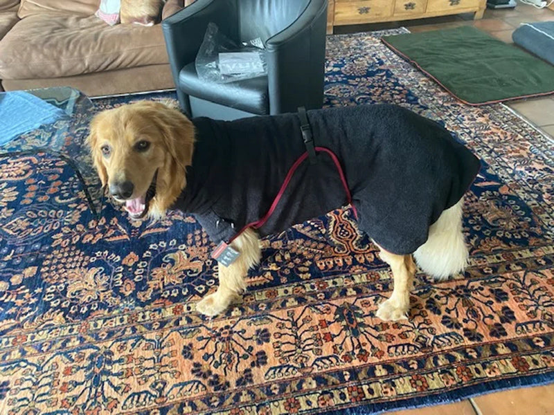 Großer Hund mit Hundemantel