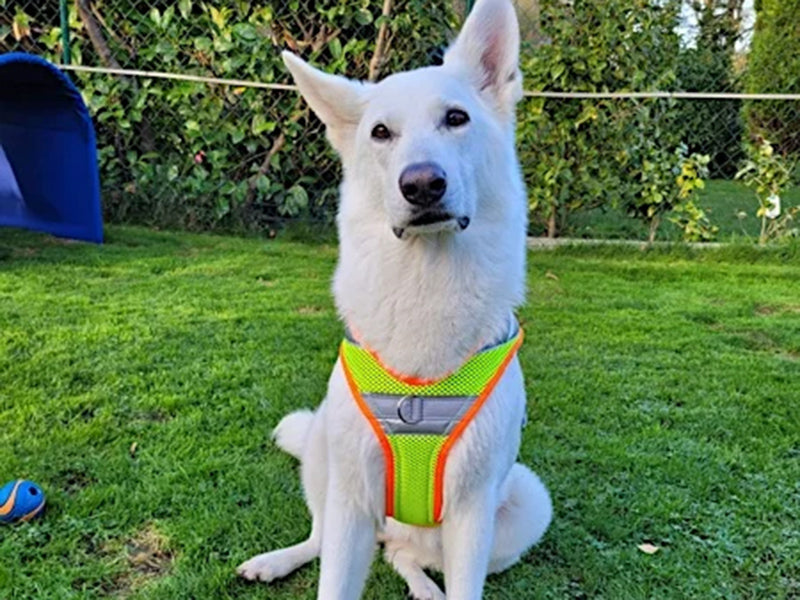 Großer Hund mit Sicherheitsgeschirr